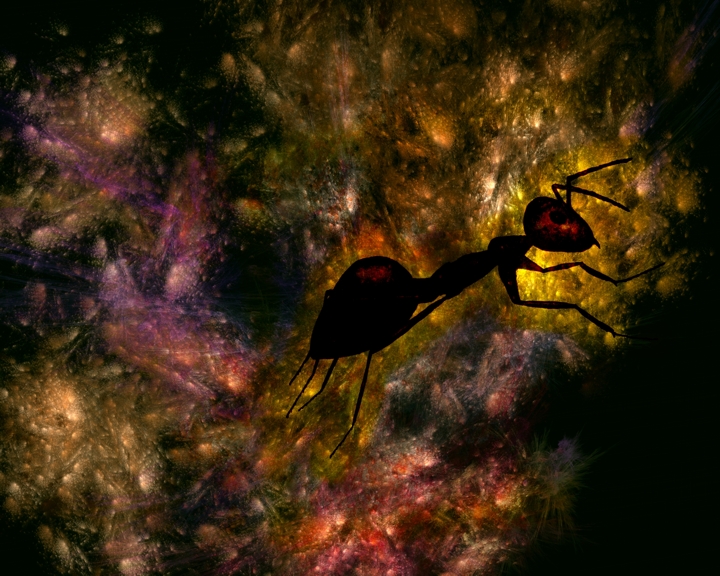gmorrison_dark_ant.jpg - Dark Ant