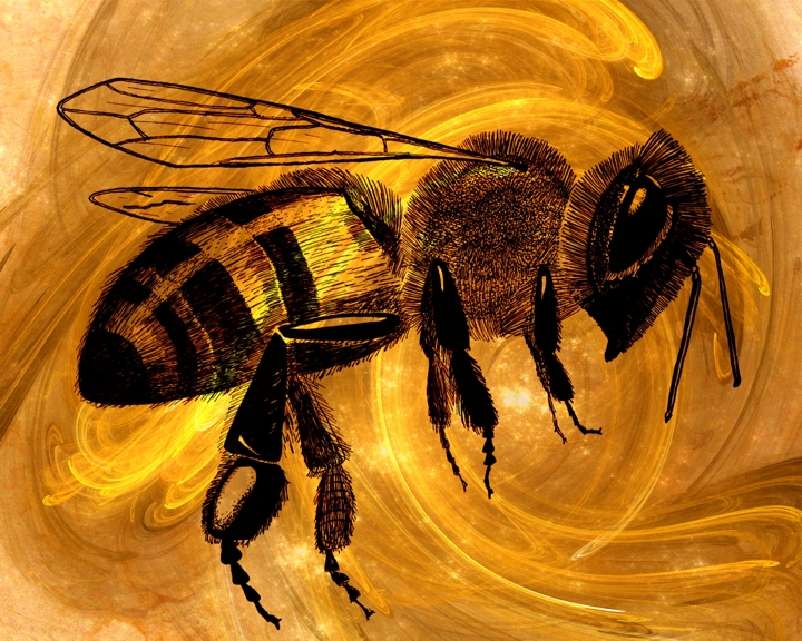 gmorrison_honey_bee.jpg - Honey Bee