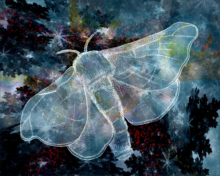 gmorrison_nocturnal_silk_moth.jpg - Nocturnal Silk Moth