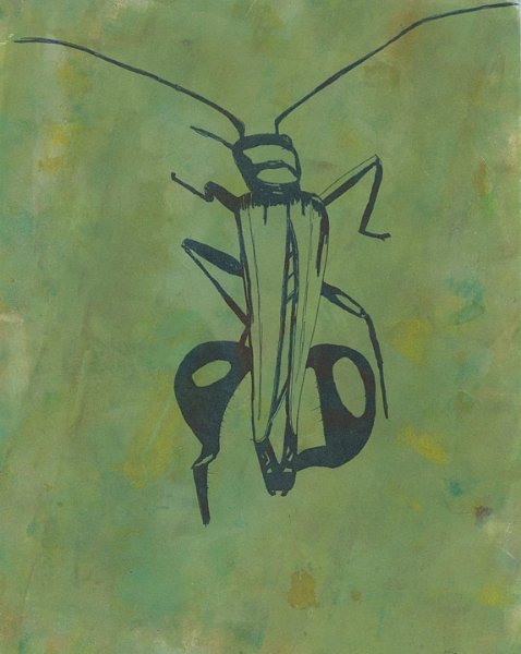 gmorrison_flower_beetle.jpg - Flower Beetle