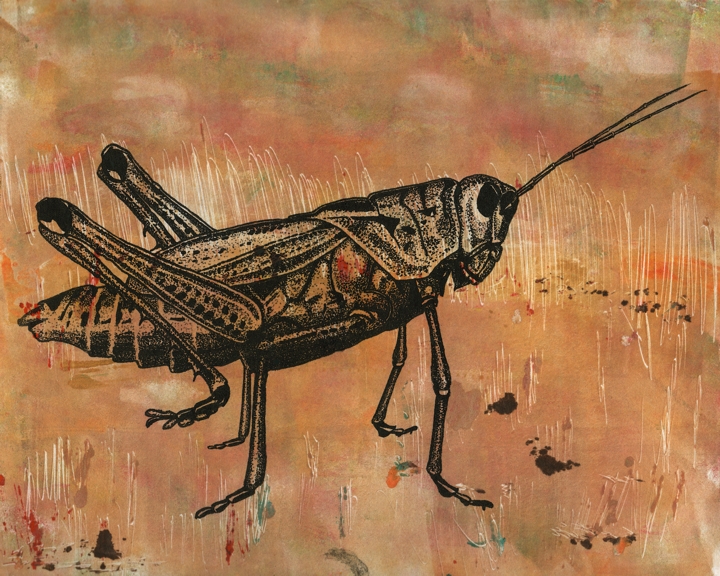 gmorrison_grasshopper.jpg - Grasshopper