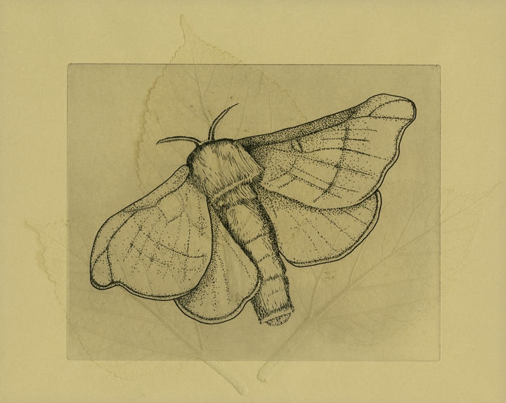 gmorrison_silk_worm_moth.jpg - Silk Moth